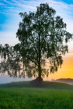 Tree, sunset, fog, green, blue, yellow, landscape, art zoom studio photography