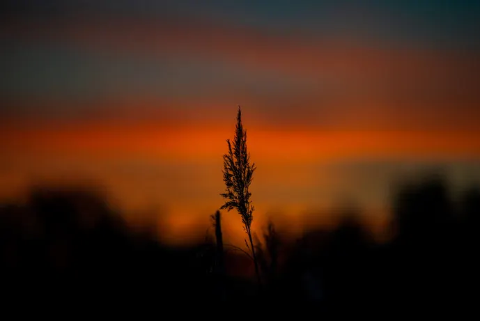 sunset, landscape, orange, dark, flower, art zoom studio